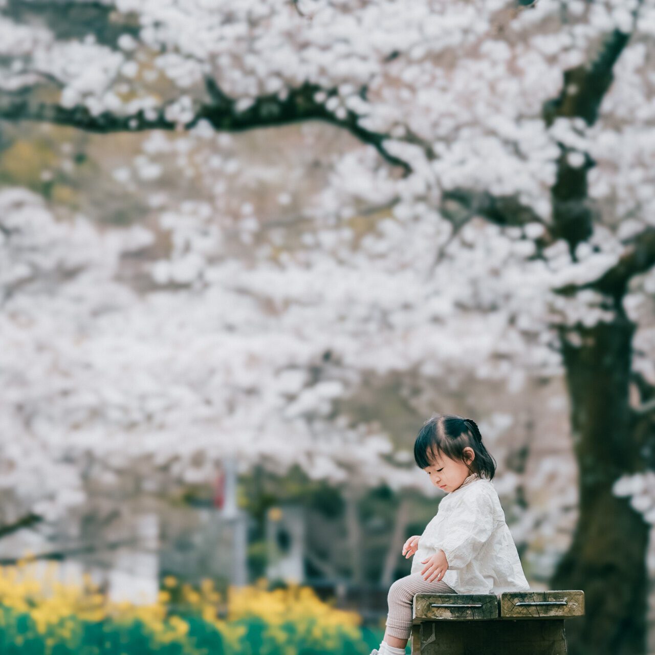 京都旅拍｜櫻花｜親子寫真｜全家福｜旅行紀錄